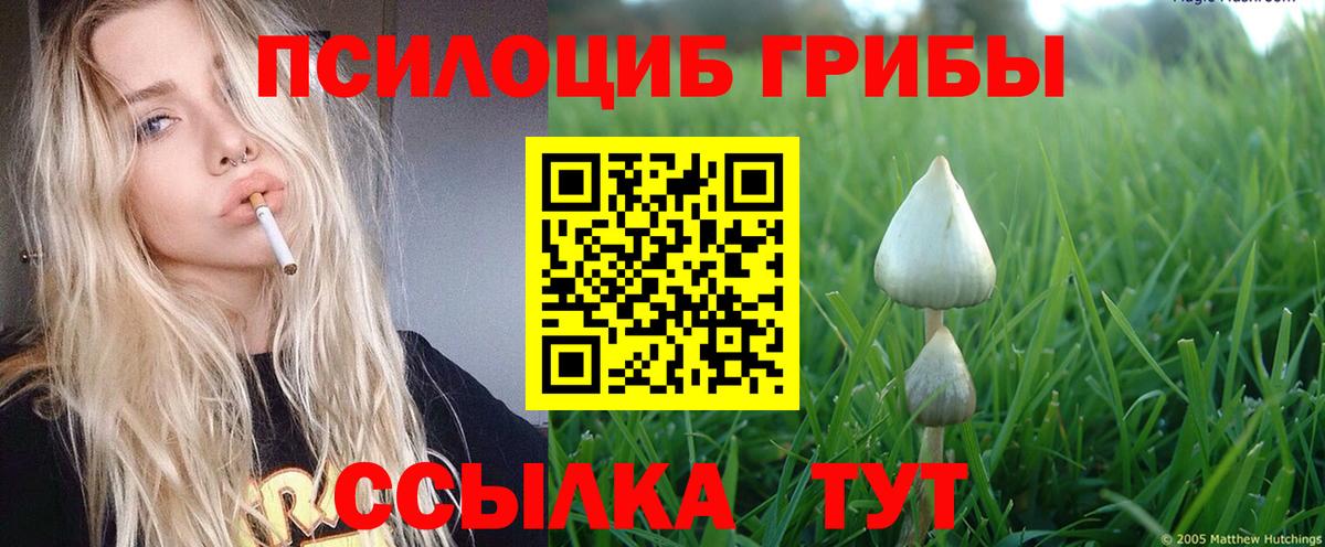 купить наркотик  Вход с VPN  Псилоцибиновые грибы Psilocybe  Крымск  Псилоцибиновые грибы GOLDEN TEACHER 